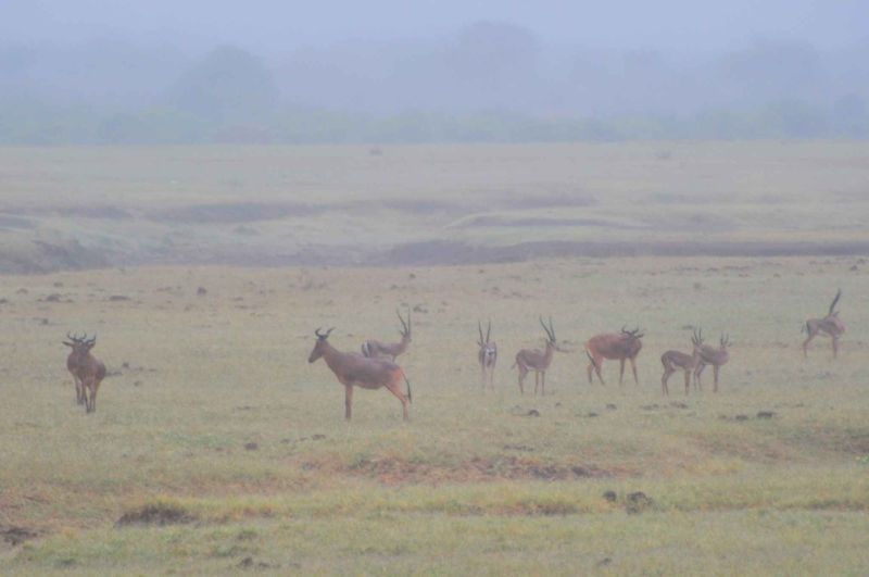 tsavo east national park kenya 454.jpg